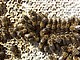 Gibt es eine genetische Basis für das Sozialverhalten der Bienen? | Bildquelle: Universität Hohenheim / Martin Hasselmann
