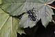 Der Asiatische Laubholzbockkäfer (Anoplophora glabripennis) | Bildquelle: Olaf Zimmermann / LTZ Augustenberg