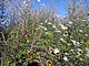 Flower Power: alternative Energiepflanzen. Bild: Uni Hohenheim