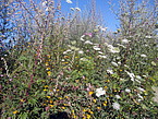 Flower Power: alternative Energiepflanzen. Bild: Uni Hohenheim