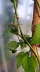 Bark Cracking einer infizierten Hopfenpflanze | Bildquelle: Universität Hohenheim / Joshua Faiß