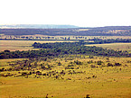 Die Savannenlandschaft des Cerrado, durchzogen von Bächen und Flüssen mit besonders wertvollen Uferwäldern, ist das zweitgrößte Ökosystem Brasiliens. | Bildquelle: Universität Hohenheim / Bernardo Flores