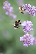 Biodiversität in der Landwirtschaft ist das Thema des Landwirtschaftlichen Hochschultages 2018. | Bildquelle: Universität Hohenheim / Martin Hasselmann