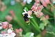 Auch Wildbienen sind vom Artenrückgang betroffen. | Bildquelle: Universität Hohenheim / Martin Hasselmann