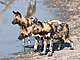 Afrikanische Wildhunde in Kenia | Bildquelle: Reto Bühler (www.wildlife-picture.org)