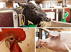 Forschungs-Erfolg: 2018 erhielt die Universität Hohenheim den Zuschlag für ein bundesweit einmaliges tierwissenschaftliches Zentrum. Mit 54 Mio. Euro Fördersumme entsteht das Hohenheim Center for Livestock Microbiome Research (HoLMiR). | Bildquellen: Universität Hohenheim / Sacha Dauphin (2) + Angelika Emmerling (1) Forschungs-Erfolg: 2018 erhielt die Universität Hohenheim den Zuschlag für ein bundesweit einmaliges tierwissenschaftliches Zentrum. Mit 54 Mio. Euro Fördersumme entsteht das Hohenheim Center for Livestock Microbiome Research (HoLMiR). | Bildquellen: Universität Hohenheim / Sacha Dauphin (2) + Angelika Emmerling (1)