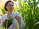 PD Dr. Regina Belz untersucht die Bedeutung und den Nutzen von Unkrautbekämpfungsmitteln zur Wachstrumssteigerung von Pflanzen | Bildquelle: Universität Hohenheim