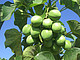 Jatropha-Früchte, die zu Bio-Kraftstoff verarbeitet werden können / Bildquelle: JatroSolutions