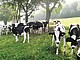 Rinder auf der Versuchsstation Unterer Lindenhof | Bildquelle: Universität Hohenheim