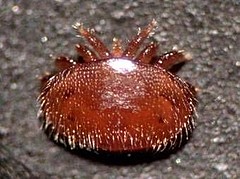 Varroa-Milbe, altes Weibchen. Bild: Bettina Ziegermann