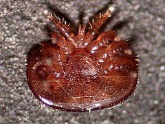 Varroa-Milbe von unten. Bild: Bettina Ziegelmann
