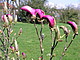 Magnolia Cultivar , die Sorte 'Susan' kurz vor dem Aufblühen