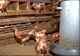 Hühner in ihrem Stall. Foto: Werner Bessei