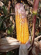 An der Kolbenfäule erkrankter Mais auf dem Feld. Foto: Universität Hohenheim