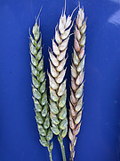 Der Getreidepilz Fusarium kann zu Ernte- und Qualitätsverlusten führen | Bildquelle: Universität Hohenheim/Thomas Miedaner