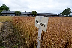 Dinkel | Bildquelle: Universität Hohenheim, Oskar Eyb