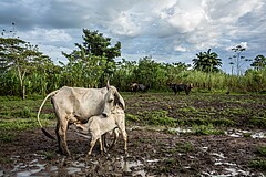 An example from Meta in Colombia shows that diversified agriculture pays off: Sustainable cattle farming increases milk production. | Photo: Juan Arrendondo