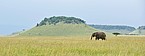 Elefant in Kenia | Bildquelle: Reto Bühler (www.wildlife-picture.org)