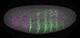 Embryo der Zuckmücke Chironomus riparius. Die Aktivität zweier Gene ist durch Fluoreszenzmikroskopie sichtbar gemacht: Grüne und violette Färbungen stoßen – anders als beim Embryo der Taufliege, nicht aufeinander; es kommt nicht zur Ausprägung einer Kopffurche. | Bildquelle: Universität Hohenheim / Verena Kaul