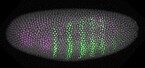 Embryo der Zuckmücke Chironomus riparius. Die Aktivität zweier Gene ist durch Fluoreszenzmikroskopie sichtbar gemacht: Grüne und violette Färbungen stoßen – anders als beim Embryo der Taufliege, nicht aufeinander; es kommt nicht zur Ausprägung einer Kopffurche. | Bildquelle: Universität Hohenheim / Verena Kaul Embryo der Zuckmücke Chironomus riparius. Die Aktivität zweier Gene ist durch Fluoreszenzmikroskopie sichtbar gemacht: Grüne und violette Färbungen stoßen – anders als beim Embryo der Taufliege, nicht aufeinander; es kommt nicht zur Ausprägung einer Kopffurche. | Bildquelle: Universität Hohenheim / Verena Kaul