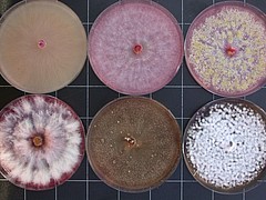 Auch der Fusarium-Pilz zeigt eine große genetische Variation | Bildquelle: Universität Hohenheim/Thomas Miedaner