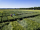 Products made from ancient grains such as einkorn are becoming increasingly popular. But the cultivation and processing of the ancient grain necessitate a certain know-how. This has also been confirmed by what is probably the world's largest einkorn trial. | Image source: University of Hohenheim / Florian Gerlach