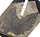 Fossiler Ahorn | Bildquelle: Naturkundemuseum Stuttgart / Datenbank MORPHYLL"