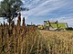 Frische Quinoa-Ernte der Münchner Bauern Genossenschaft / Deutscher Bundesverband Quinoa e.V.