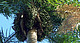 Früchte der Acrocomia-Palme | Bild: Oberländer