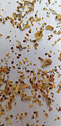 Natürlicher Milbenfall in einem Bienenvolk| Bildquelle: Universität Hohenheim / Kirsten Traynor