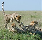 Geparden in Kenia | Bildquelle: Reto Bühler (www.wildlife-picture.org)