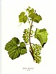 Grüner Silvaner