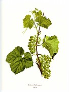Grüner Silvaner