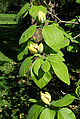 Gurkenmagnolie | Bild: Universität Hohenheim/Steiner