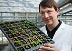 Dr. Michael Hagemann von der Universität Hohenheim mit jungen Hopfenpflanzen. | Bildquelle: Universität Hohenheim / Astrid Untermann