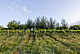 Since 2007, researchers from the Universities of Hohenheim and Freiburg have been investigating how the combined cultivation of the Riesling and Sauvignon Blanc grape varieties with oak or poplar trees affects the water balance, the nitrogen supply and the resulting wine quality in the wine-growing community of Ayl. | Image source: University of Hohenheim / Jakob Hörl