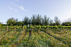 Since 2007, researchers from the Universities of Hohenheim and Freiburg have been investigating how the combined cultivation of the Riesling and Sauvignon Blanc grape varieties with oak or poplar trees affects the water balance, the nitrogen supply and the resulting wine quality in the wine-growing community of Ayl. | Image source: University of Hohenheim / Jakob Hörl Since 2007, researchers from the Universities of Hohenheim and Freiburg have been investigating how the combined cultivation of the Riesling and Sauvignon Blanc grape varieties with oak or poplar trees affects the water balance, the nitrogen supply and the resulting wine quality in the wine-growing community of Ayl. | Image source: University of Hohenheim / Jakob Hörl