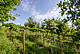Simultaneous cultivation of vines and trees in vitiforst systems can significantly improve the water supply and nutrient availability for the vines – without changing the quality of the wine. This is the conclusion of an interdisciplinary research project at the Universities of Hohenheim and Freiburg. | Image source: University of Hohenheim / Jakob Hörl