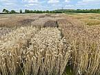 Probably the world's largest emmer trial shortly before harvest. | Image source: University of Hohenheim / Friedrich Longin