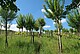 One of Germany's oldest vitiforst areas is located in the state of Saarland in the winegrowing community of Ayl. | Image source: University of Hohenheim / Jakob Hörl