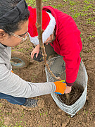 Bereit, hier Wurzeln zu schlagen: Studierende und Mitarbeiter der Universität Hohenheim pflanzen eine Edelkastanie für die neue Agroforst-Versuchsanlage. Bildquelle: Universität Hohenheim Bereit, hier Wurzeln zu schlagen: Studierende und Mitarbeiter der Universität Hohenheim pflanzen eine Edelkastanie für die neue Agroforst-Versuchsanlage. Bildquelle: Universität Hohenheim