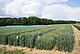 Versuchsfelder mit Weizen | Bildquelle: B. Habeck, Universität Hohenheim