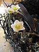 Floristmeisterschüler in ihrem Element