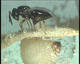 Eine Lagererzwespe durchsticht mit ihrem Stachel ein Getreidekorn und legt ihre Eier auf der Larve des Kornkäfers ab. Foto: Universität Hohenheim
