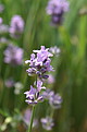 Lavendelblüte