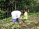 Naturnahes Wiederaufforstungsprogramm auf Leyte. Quelle: NatureLife-International