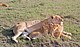 Löwin mit ihren Jungen in Kenia | Bildquelle: Reto Bühler (www.wildlife-picture.org)
