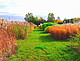 Miscanthus auf Versuchsflächen der Universität Hohenheim. | Bildquelle: Universität Hohenheim / Olena Kalinina