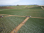 Erdbeeren in Monokultur in Kalifornien. | Foto: Claire Kremen