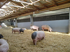 Wellness-Oase: der frisch renovierte Schweinestall auf dem Unteren Lindenhof. Bild: Uni Hohenheim